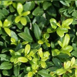 Ilex crenata 'Soft-Touch' ~ Soft Touch Japanese Holly – Natchez