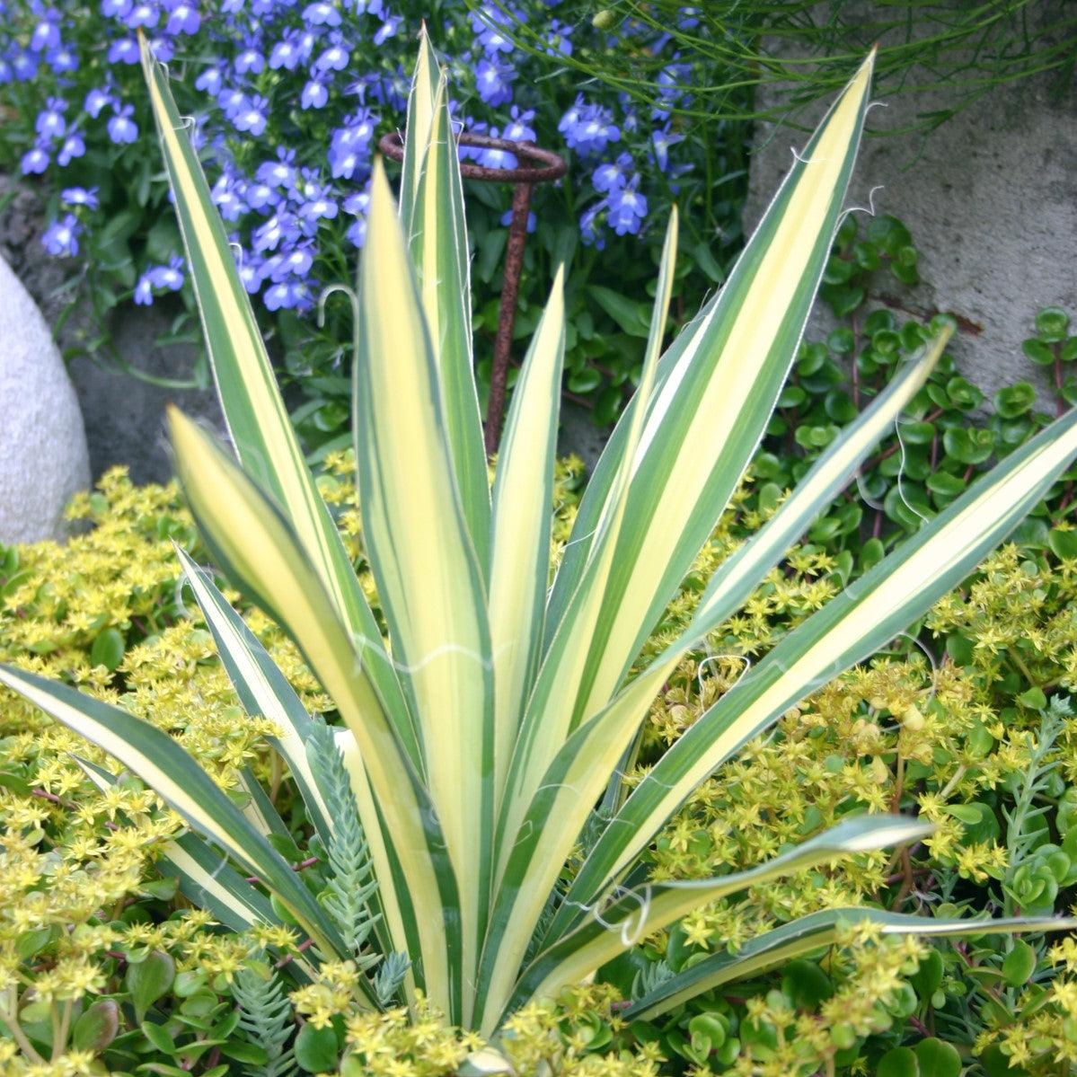 Yucca filamentosa 'Color Guard' ~ Color Guard Adam's Needle, Yucca –  Natchez Tree Company