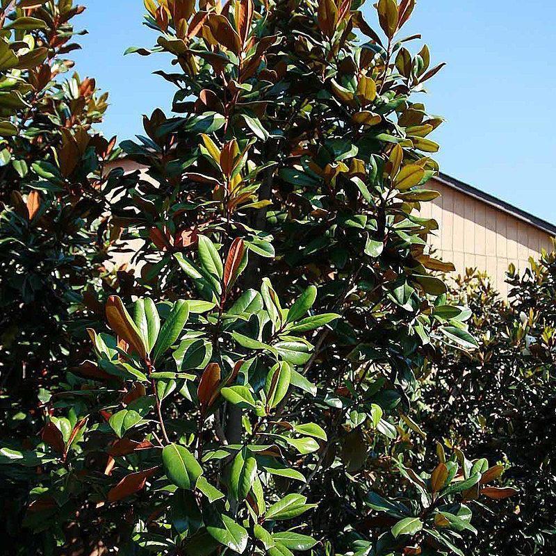 Magnolia grandiflora 'D.D. Blanchard' ~ D.D. Blanchard Magnolia – Natchez  Tree Company