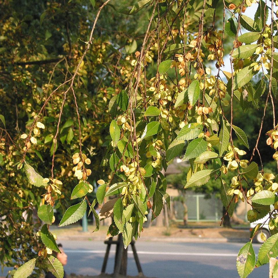 Ulmus parvifolia ~ Lacebark Elm