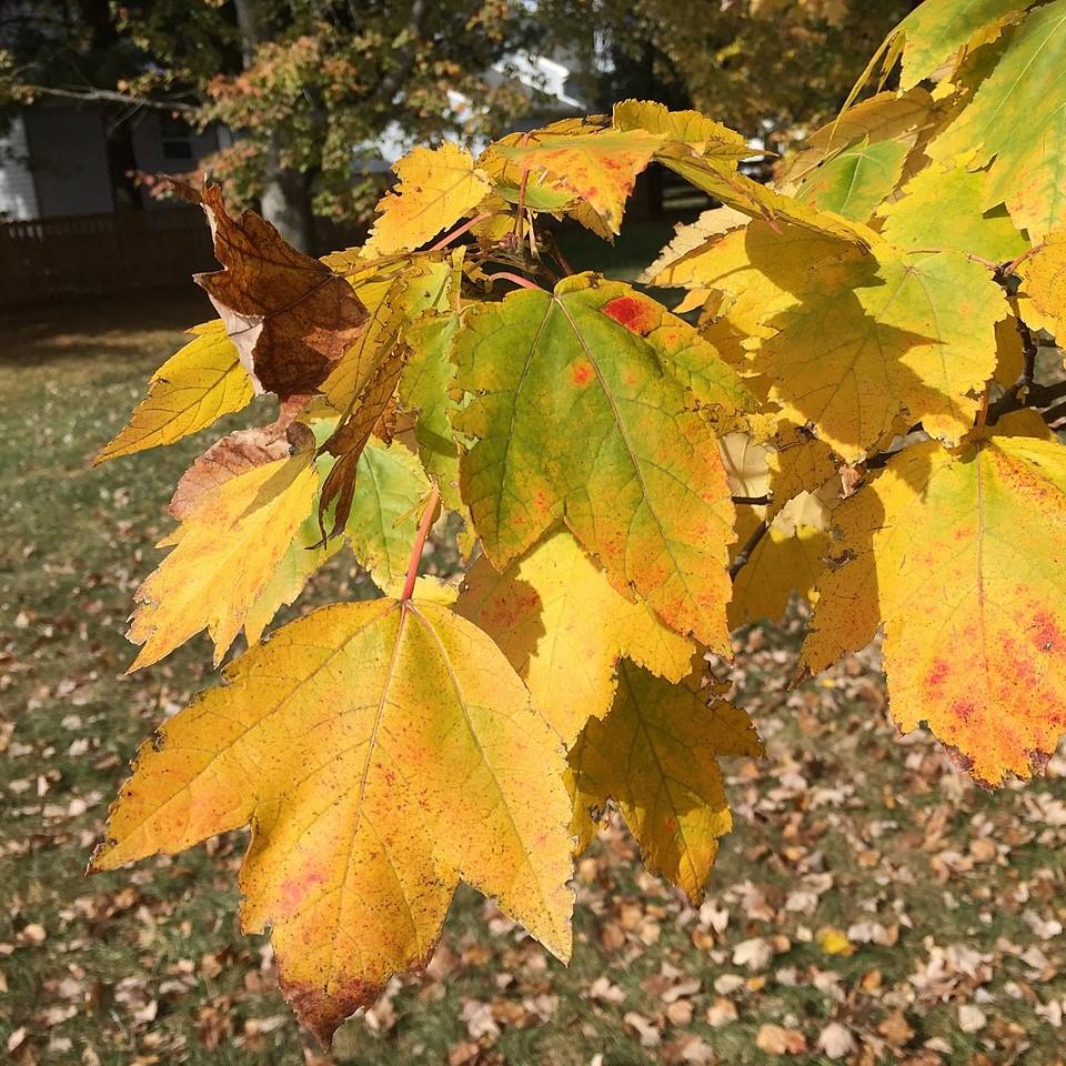 Acer rubrum 'HOSR' ~ Summer Red® Red Maple