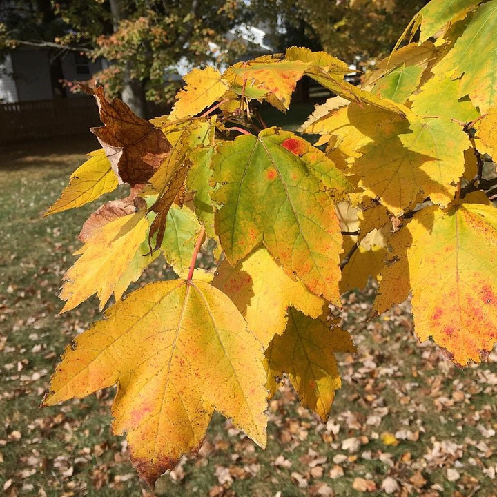 Acer rubrum 'HOSR' ~ Summer Red® Red Maple