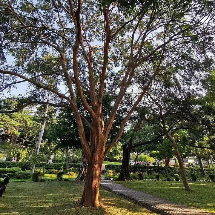 Ulmus parvifolia ~ Lacebark Elm