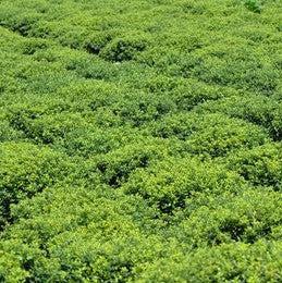 Ilex crenata 'Soft-Touch' ~ Soft Touch Japanese Holly – Natchez