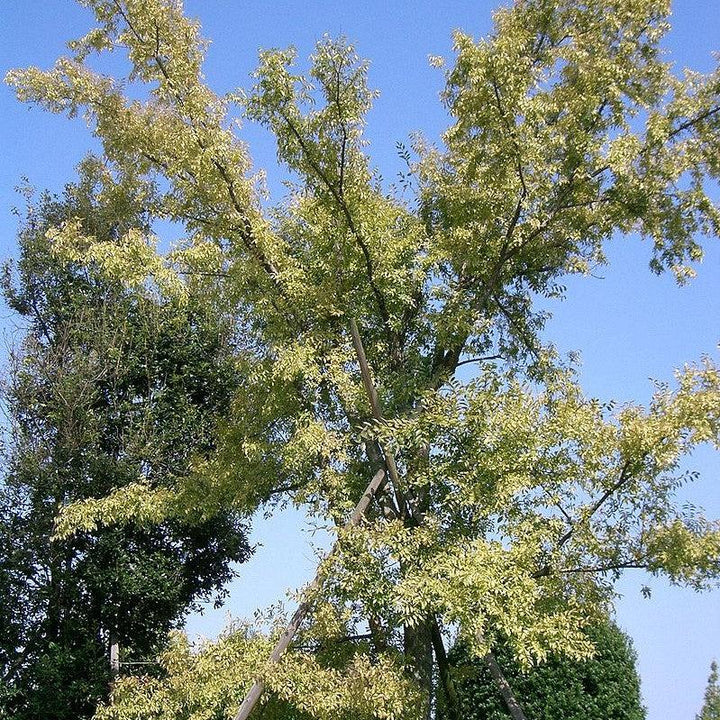 Ulmus parvifolia ~ Lacebark Elm