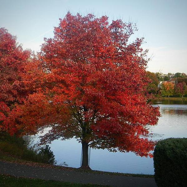 Acer rubrum 'HOSR' ~ Summer Red® Red Maple