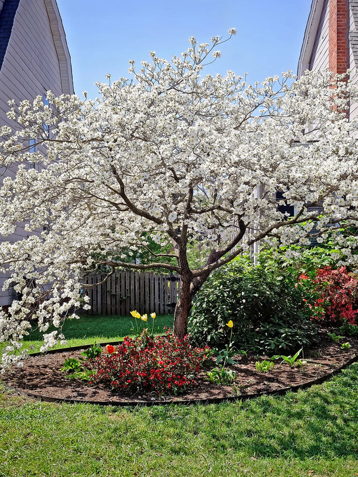 Dogwood - Cherokee Princess, Cherokee Brave, Kousa