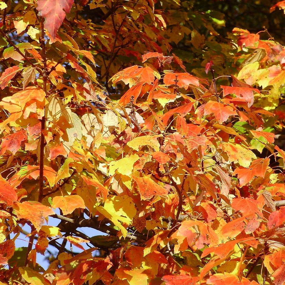 Acer rubrum 'HOSR' ~ Summer Red® Red Maple