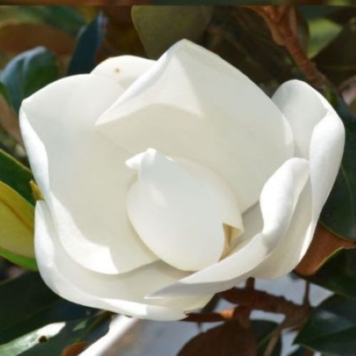 Magnolia grandiflora 'Little Gem' ~ Little Gem Magnolia
