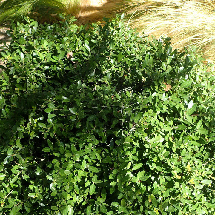 Ilex vomitoria 'Nana' ~ Dwarf Yaupon Holly