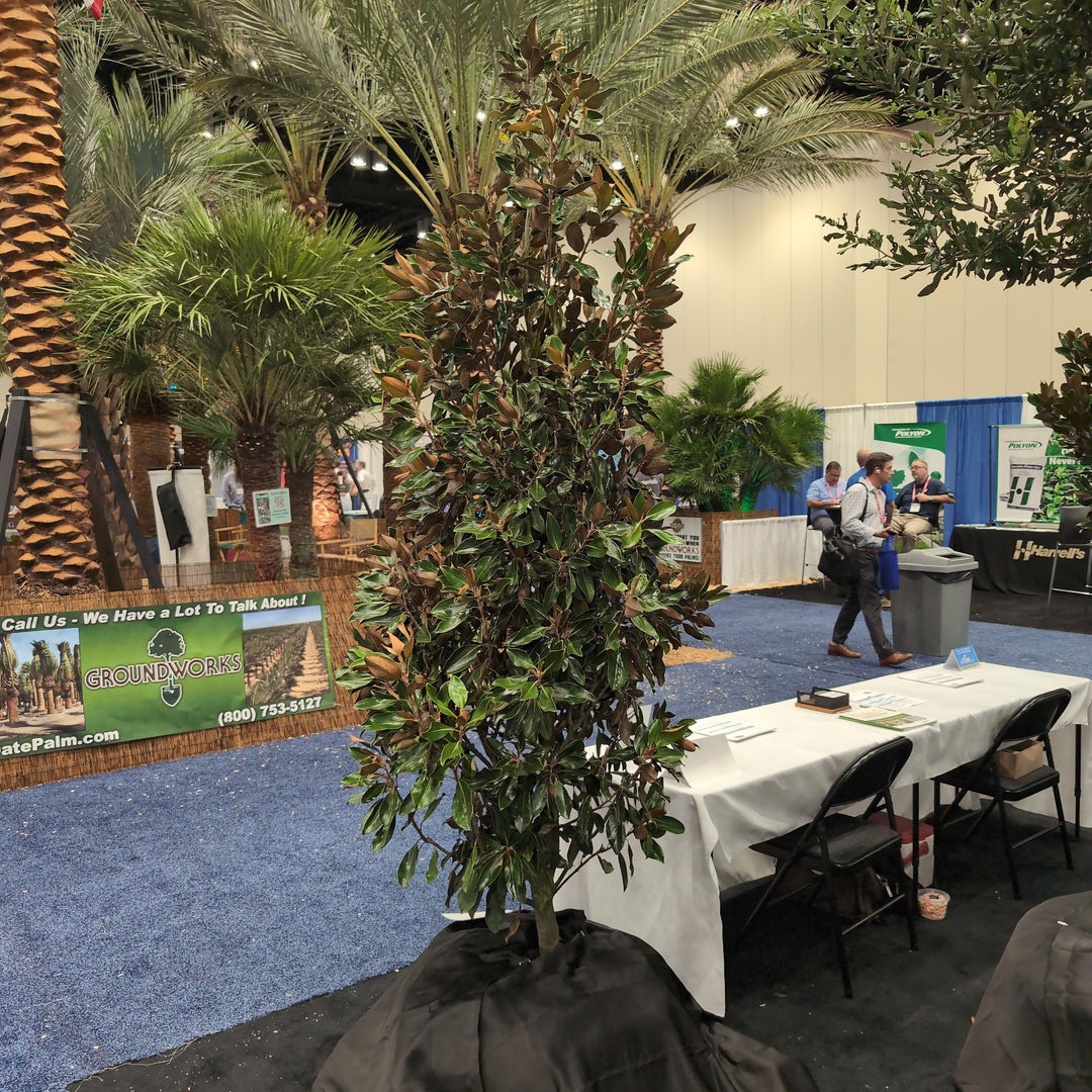 Magnolia grandiflora 'Little Gem' ~ Little Gem Magnolia