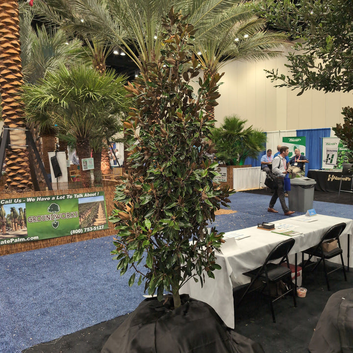 Magnolia grandiflora 'Little Gem' ~ Little Gem Magnolia