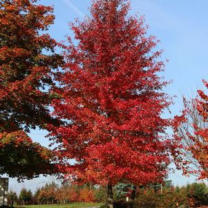 Red Splyndor' Blackgum
