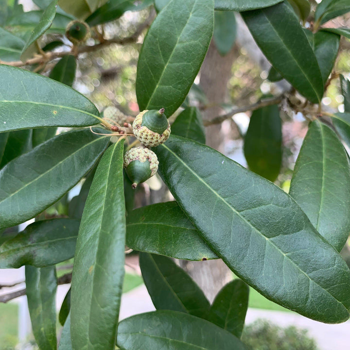 Quercus virginiana ~ Southern Live Oak