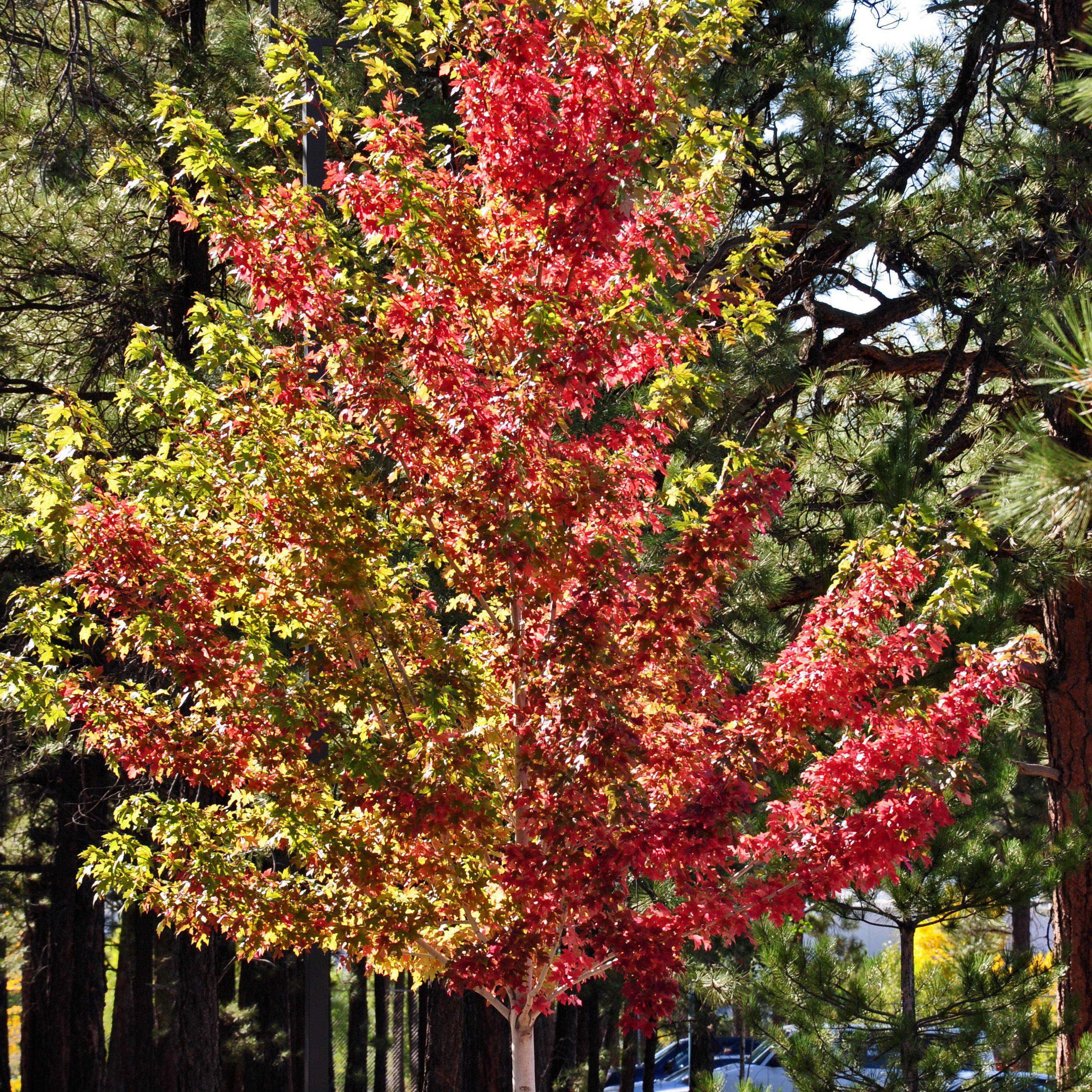 Acer x freemanii 'Jeffersred' ~ Autumn Blaze Freeman Red