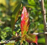 Red Splyndor' Blackgum