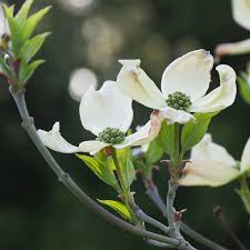 Dogwood - Cherokee Princess, Cherokee Brave, Kousa