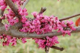Redbud - Eastern, Forest Pansy, Merlot, Rise n' Shine
