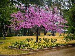 Redbud - Eastern, Forest Pansy, Merlot, Rise n' Shine