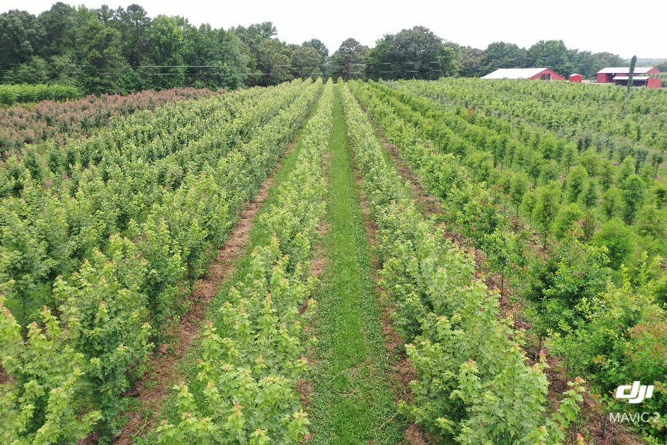 All – Natchez Tree Company