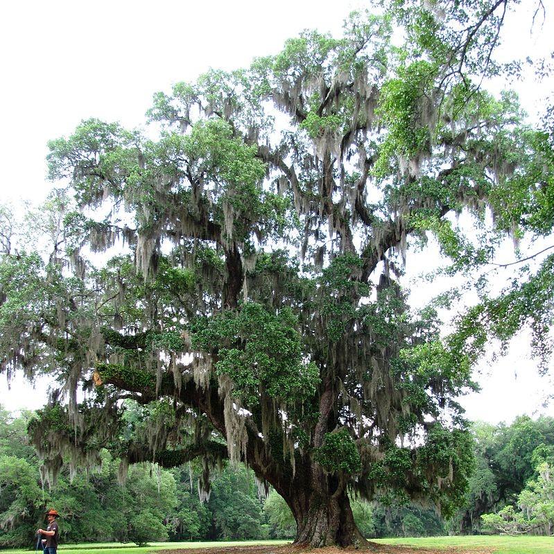 Quercus virginiana ~ Southern Live Oak