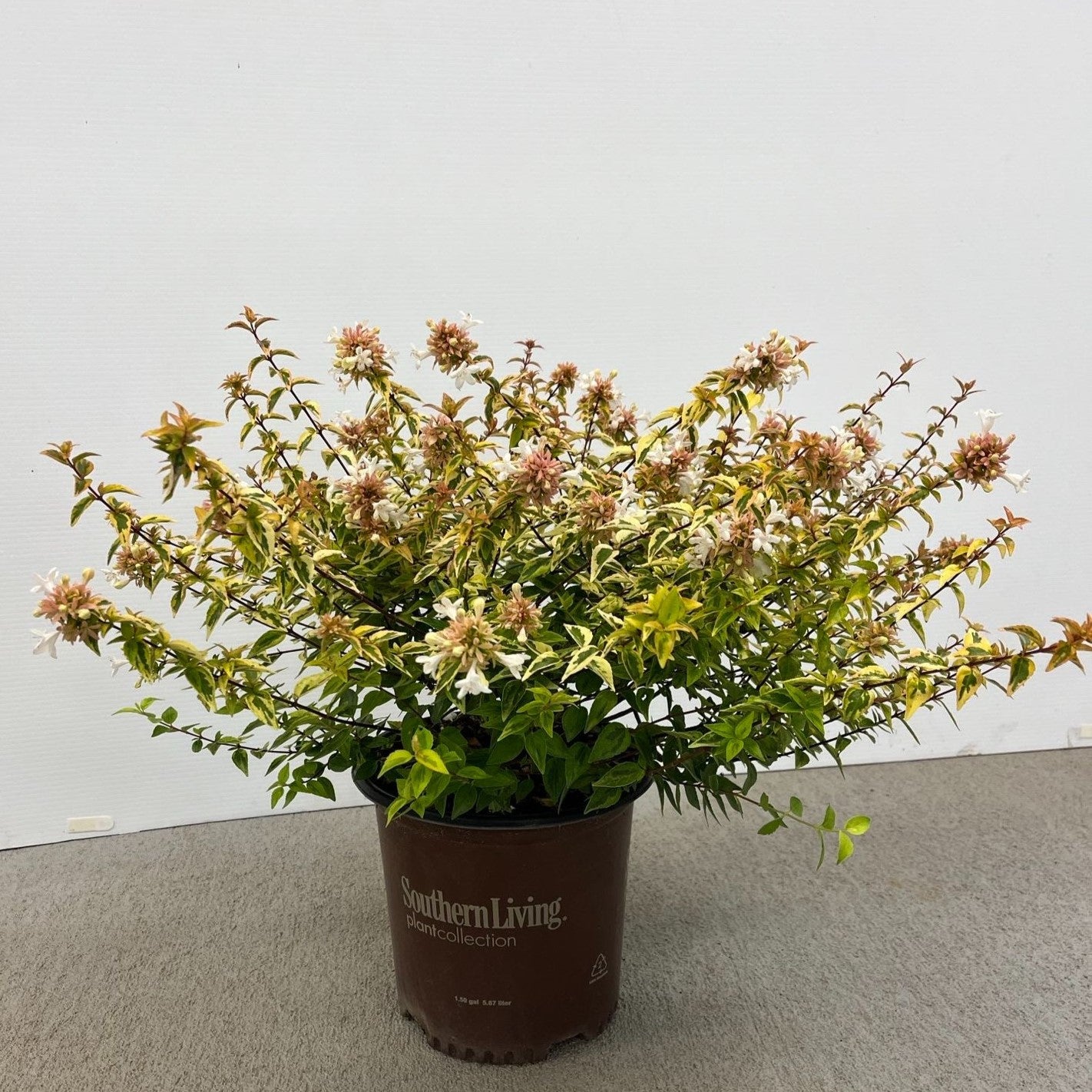 Abelia x grandiflora 'Kaleidoscope' ~ Kaleidoscope Abelia