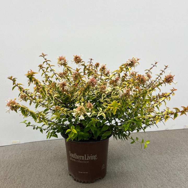 Abelia x grandiflora 'Kaleidoscope' ~ Kaleidoscope Abelia