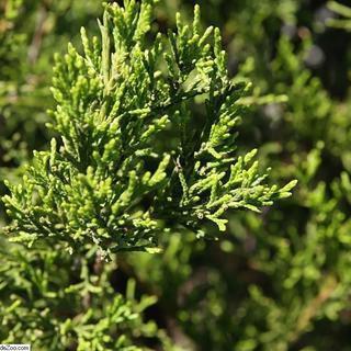 Juniperus virginiana 'Brodie' ~ Brodie Red Cedar