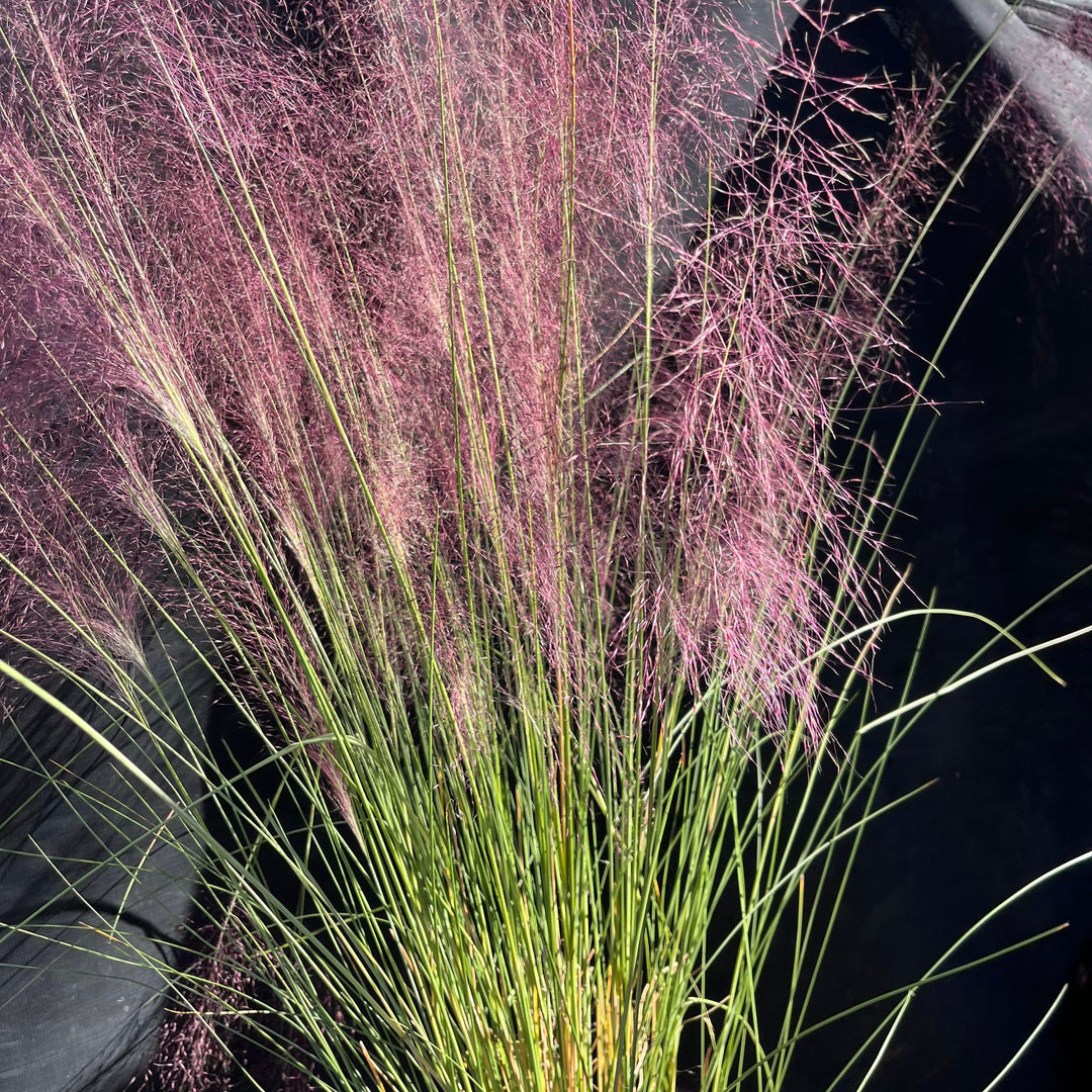 Muhlenbergia capillaris ~ Pink Muhly Grass
