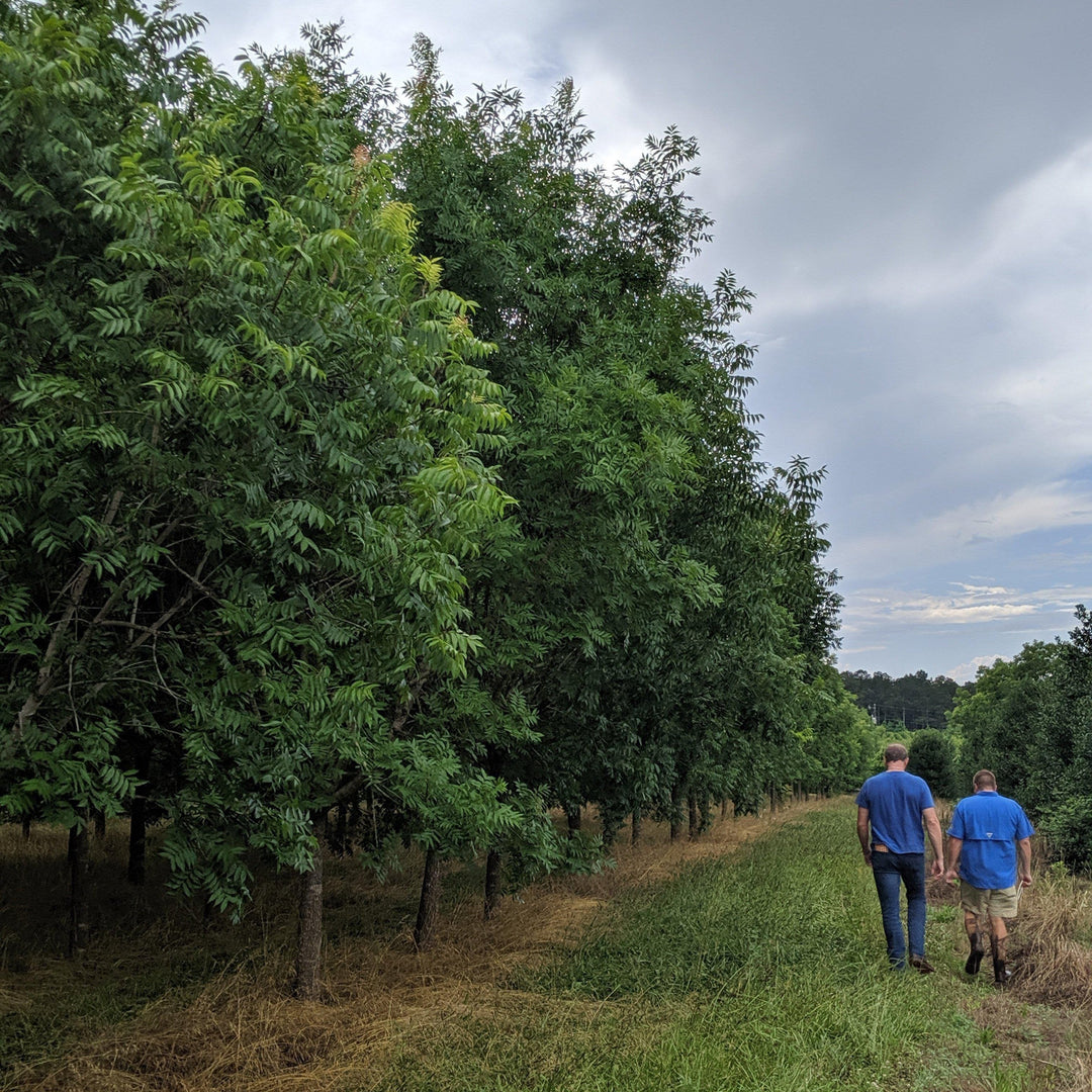 Pistacia chinensis ~ Chinese Pistachio