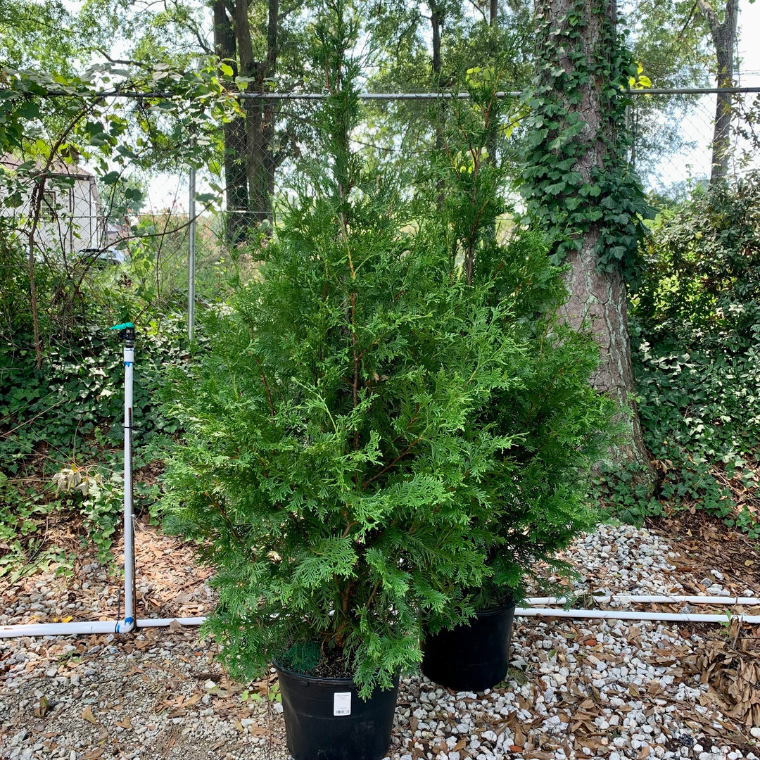 Thuja standishii x plicata 'Green Giant' ~ Green Giant Arborvitae