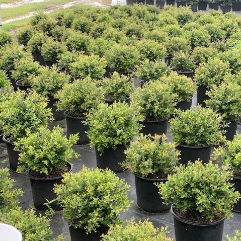 Ilex vomitoria 'Nana' ~ Dwarf Yaupon Holly