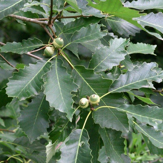 Size 3 Cal – Natchez Tree Company